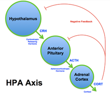 <p>Direct negative feedback of Cortisol on the PVN via glucocorticoid receptors (GR)</p><p class="MsoNormal">to stop the cortisal (anterior) Hippocampus (Telencephalon)- get down after a stress responec</p><p class="MsoNormal"><span>–</span><span style="font-size: 7pt; font-family: &quot;Times New Roman&quot;">&nbsp;&nbsp;&nbsp;&nbsp;&nbsp;&nbsp; </span>Indirect inhibition</p><p class="MsoNormal"><span>–</span><span style="font-size: 7pt; font-family: &quot;Times New Roman&quot;">&nbsp;&nbsp;&nbsp;&nbsp;&nbsp;&nbsp; </span>Contains many MR and GR</p><p class="MsoNormal"><span>–</span><span style="font-size: 7pt; font-family: &quot;Times New Roman&quot;">&nbsp;&nbsp;&nbsp;&nbsp;&nbsp;&nbsp; </span>Intermediate-term feedback: returns psychogenic stress response back to baseline</p>
