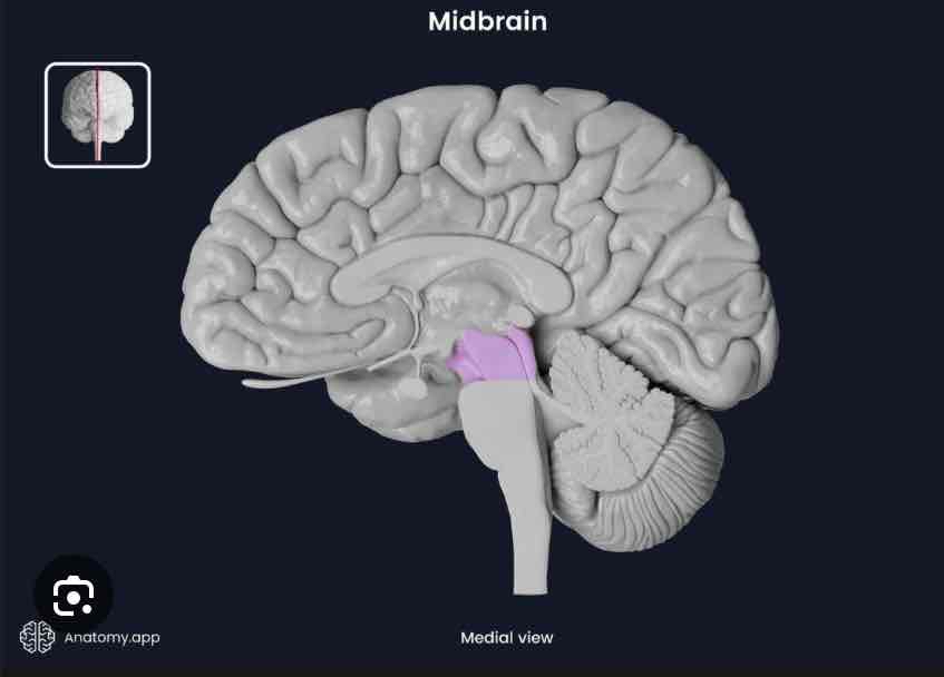 <p>Midbrain</p>