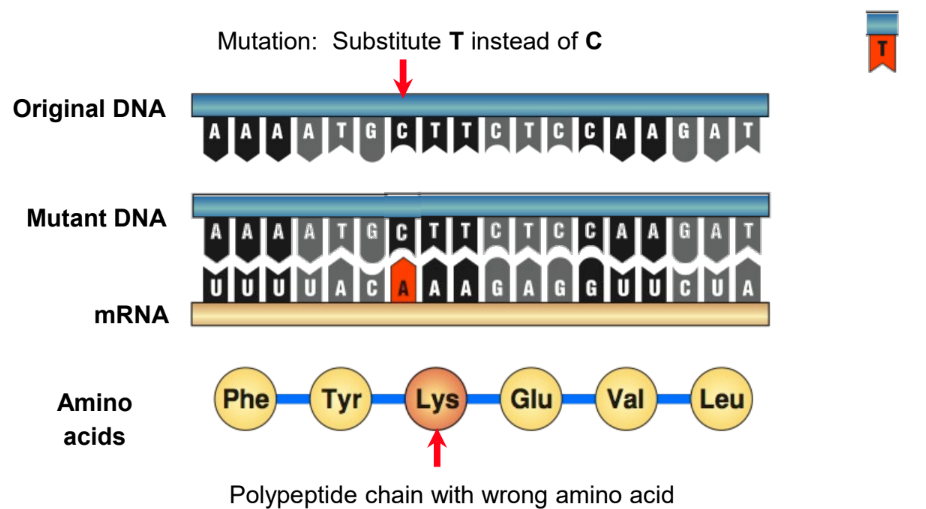 <ul><li><p>A single base is substituted by another (point mutation).</p></li><li><p>Usually results in coding for a new amino acid in the polypeptide chain.</p></li></ul>