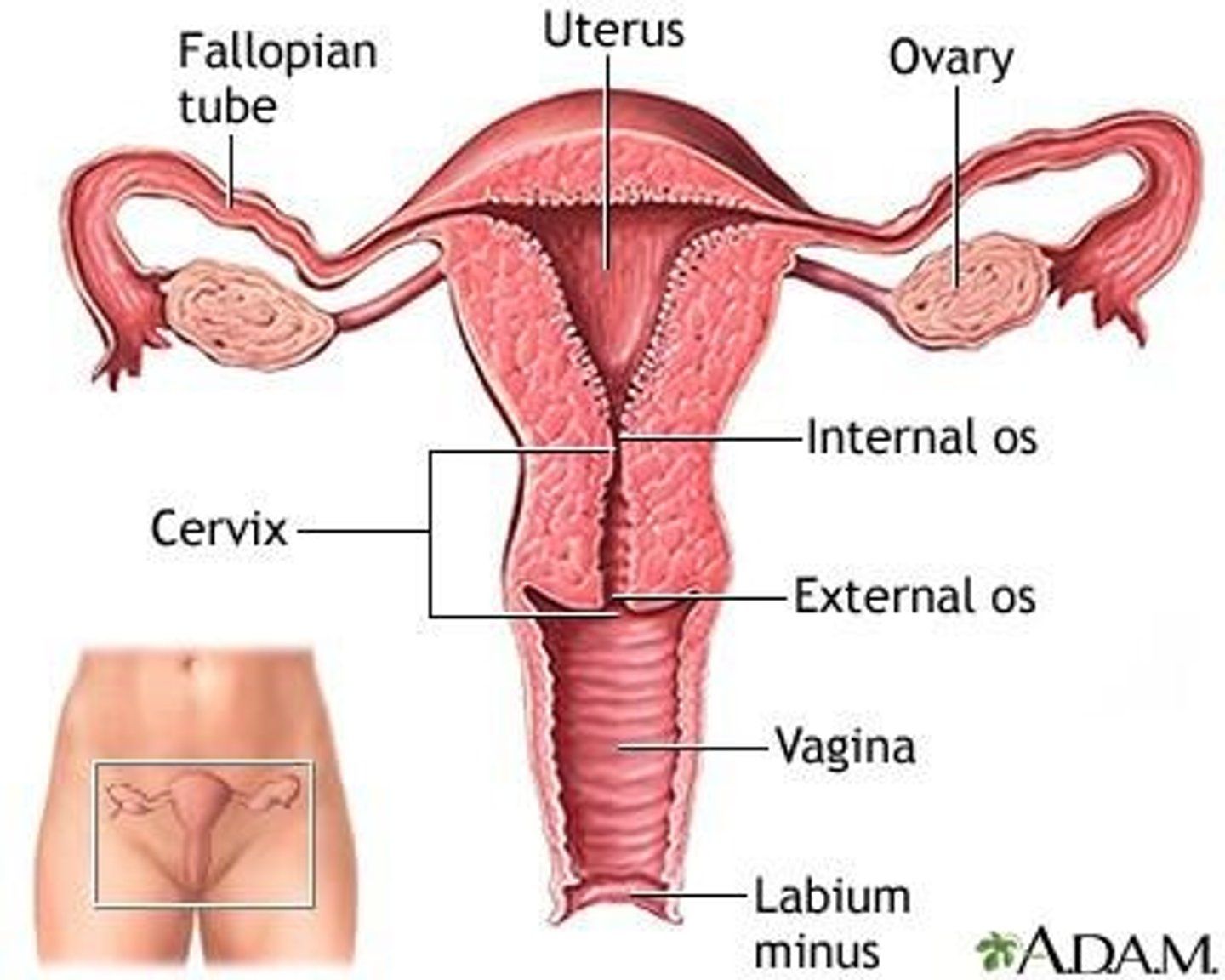 <p>Ovaries, uterine tubes, uterus, and vagina.</p>