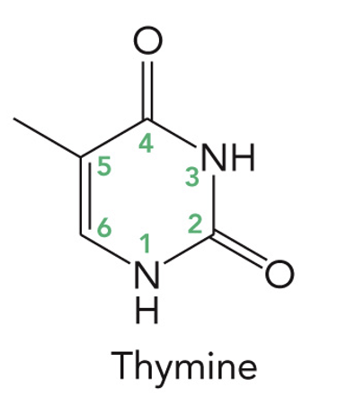 <p>C 2’- Hydrogen (H)</p><p>Base: Thymine</p><p>Nucleoside: Deoxythymidine</p><p>Nucleotide: Deoxythymidine-5’-monophosphate or deoxythymidylate (dTMP)</p>