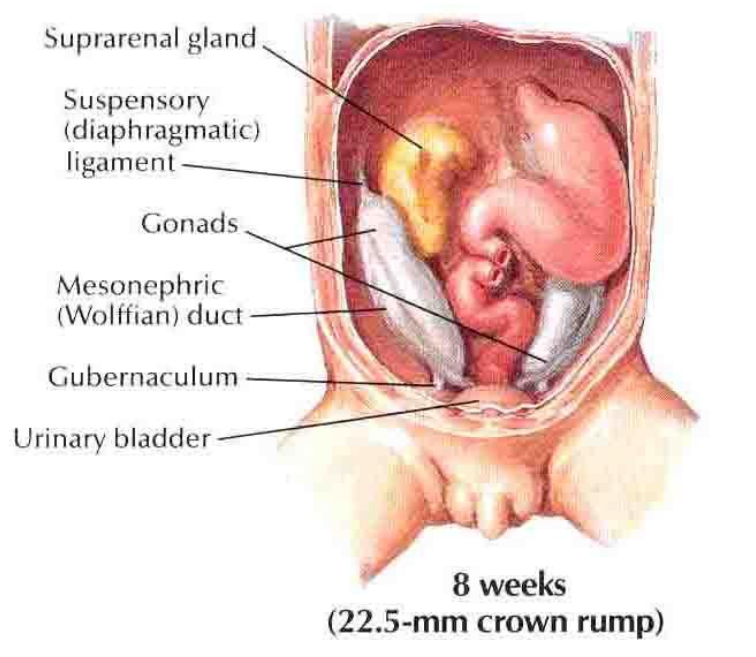 <p>8 weeks (22.5 mm crown-rump)</p><p>Testes (gonads) develop high on the posterior abdominal wall.</p><p>Positioned near the suprarenal gland and kidney.</p><p>Connected to the future scrotal region by the gubernaculum.</p><p>Suspensory (diaphragmatic) ligament present, later atrophies.</p><p>Mesonephric (Wolffian) duct present.</p>