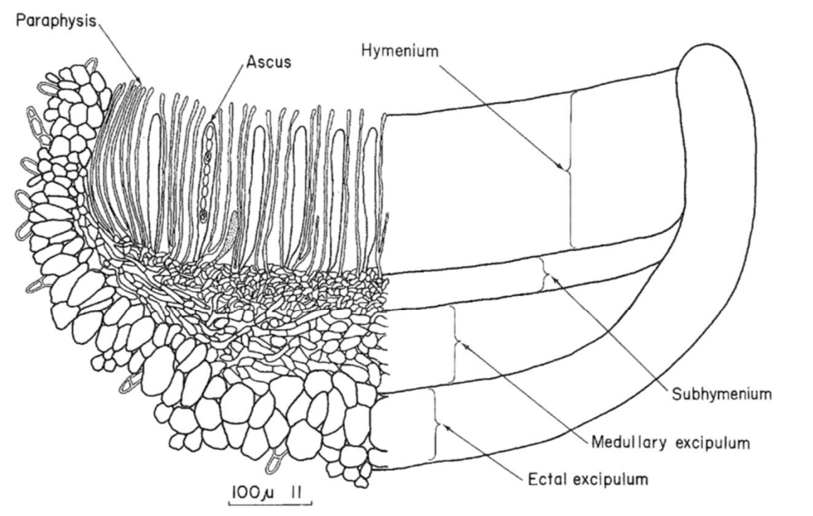 Shaped like cup or saucer
Asci discharge simultaneously
Distinct structural layers
-Hymenium
-Subhymeinum
-Excipulum
Development
-Sterile hyphae intertwined with ascogenous hyphae
-Paraphyses appear before asci
-Crozier cells form at base of paraphyses
-Hymenium may be celistohymenial (closed) or gymnohymenial (exposed)
