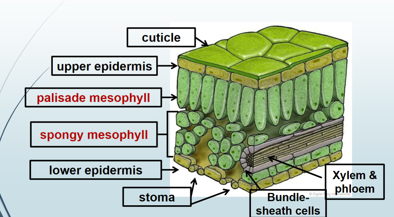 <p>cuticle, upper epidermis, palisade mesophyll, spongy mesophyll, lower epidermis, stoma, Bundle-sheath cells, Xylem &amp; phloem</p>