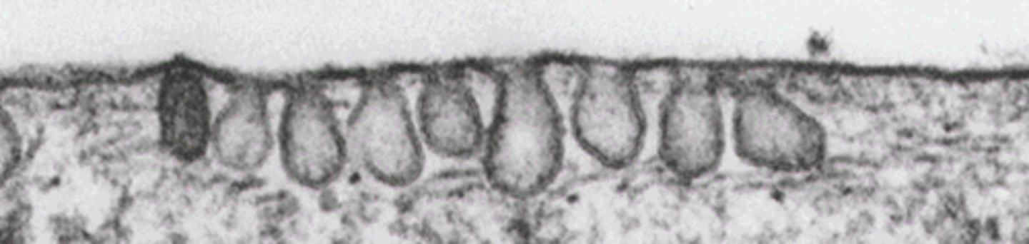 <p>what is this structure and what is its function</p>