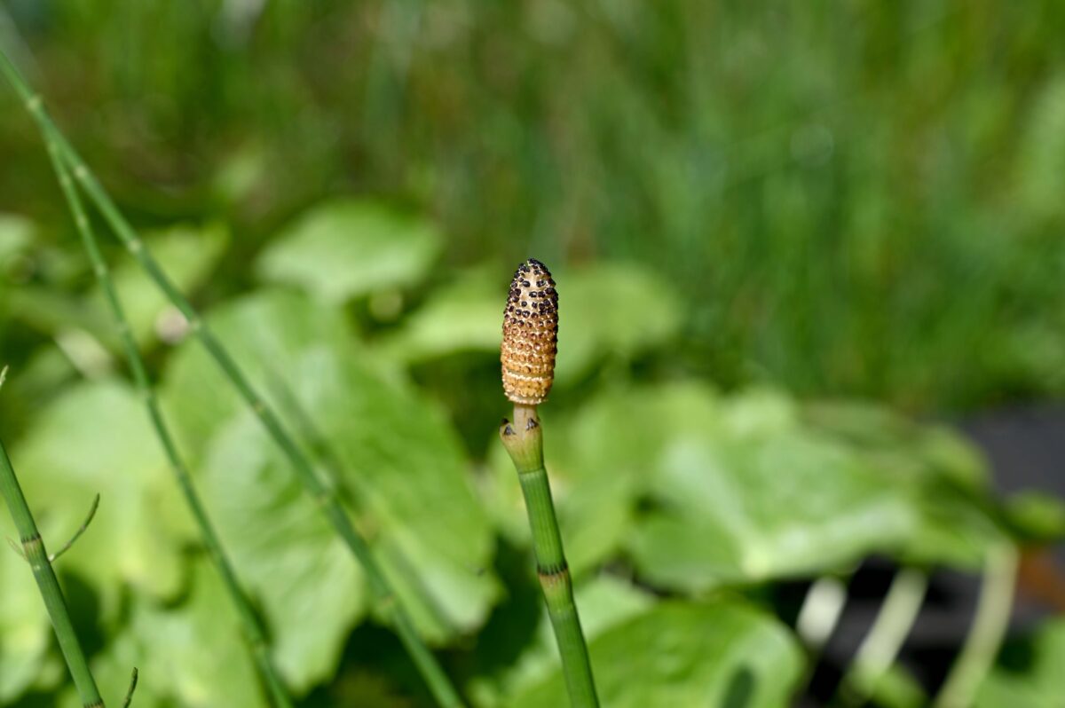 <p>Holpijp, Equisetum fluviatile</p>