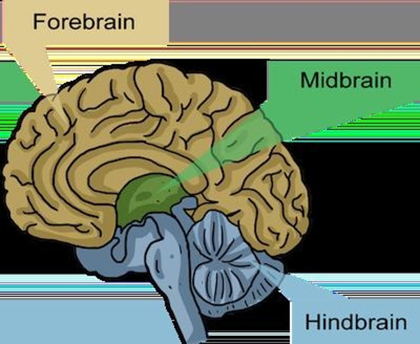 <p>Largest brain region; includes cerebrum and cortex.</p>