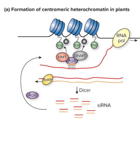 <ul><li><p>ncRNA transcribed from centromeres of plant chromosomes intiates heterochromatin formation</p></li><li><p>ncRNA is converted to siRNAs which bind to Argonaute (ago) proteins</p></li><li><p>Ago recruits histone methyltransferases (HMTs) that methylate H3K9 and DNMTs that methylate cytosine in DNA; heterochromatin forms</p></li></ul><p></p>
