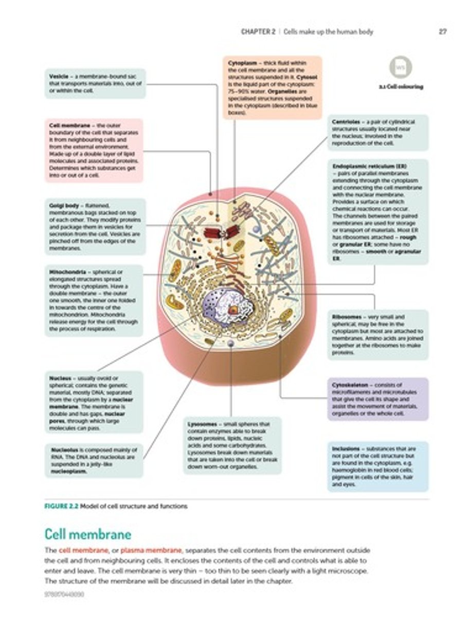 <p>Covering/lining tissue; thin &amp; flat or cylindrical or cuboidal; tightly packed cells; acts as coverings; found in the outer layer of skin and lines inside of organs.</p>