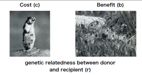 <p>an act has a cost for the donor and benefits for the recipients</p><ul><li><p>cost/benefit analysis</p></li><li><p>spread of a gene for altruism occurs when</p></li><li><p>c (cost for actor) < coefficient of relatedness (r ), benefit to recipient (b)</p></li></ul><p></p>