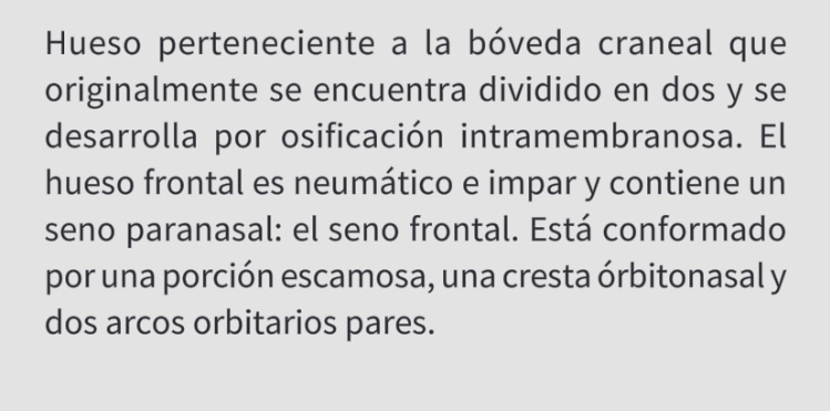 <p>Hueso frontal</p>