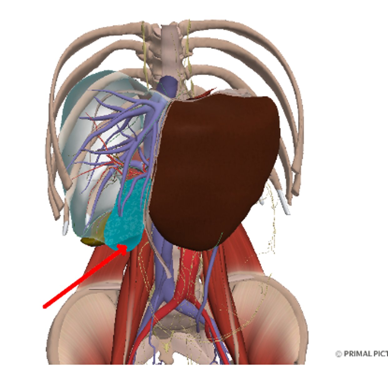 <p>Quadrate lobe</p>
