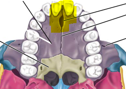 -foramen on roof of mouth for blood vessles and nerves
