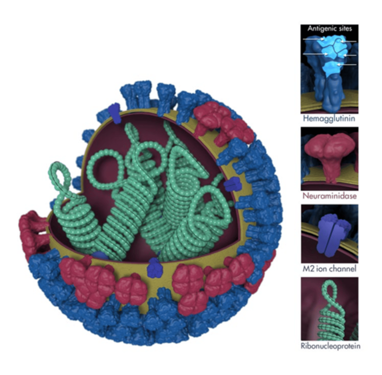 <p>Hemagglutinin (16) and neuraminidase (9) are the target for the flu vaccine.</p><p>Neuraminidase promote viral spreading and infection:</p><p>•&nbsp;Enable release of virions</p><p>• Cleave sialic acid residues from mucus</p><p>M2 proton ion channel: allow the acidification of the interior of the virion in influenza A (NB in influenza B).</p>