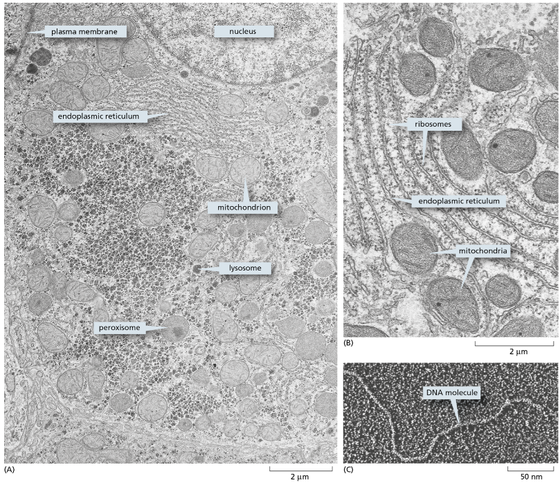 A discrete structure or subcompartment of a eukaryotic cell that is specialized to carry out a particular function. Examples include mitochondria and the Golgi apparatus.