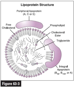 <p>LPL is on capillary epithelium of many tissues </p><p>responsible for breaking down triglycerides (TAG) in circulating lipoproteins when activated by insulin: called fatty acid oxidation (catabolic phase) </p><p>also facilitates TAG reassembly and storage in adipose tissue (anabolic phase) </p><p>this is a naturally occurring mutation causing HTG and HCH</p><p>can be homozygous or heterozygous for the mutation </p>