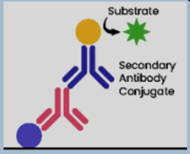 <p>Binds antigens, including the desired target in the sample to the plate. However, it involves two antibodies; a primary and a secondary conjugated antibody.</p>