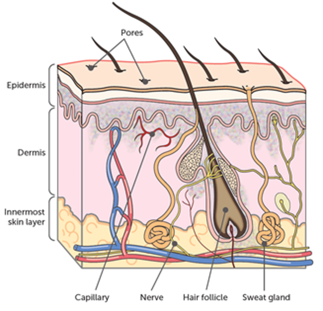 <p>Sweating must occur when large amounts of body heat must be lost and the skin blood vessels are already at maximum dilation.</p><p>Sweating is the active secretion of fluid by the sweat glands and the periodic contraction of cells surrounding the ducts to pump the sweat to the skin surface.</p><p>The production and transport of sweat to the skin surface is stimulated by sympathetic nerves.</p><p>Sweat is water containing dissolved substances, primarily sodium chloride along with small amounts of urea, lactic acid and potassium ions.</p><p>Evaporation of sweat from the skin has a cooling effect: heat is removed from the skin when liquid sweat changes into vapour.</p><p>Cooling of the skin results in cooling of the blood flowing through the skin.</p>