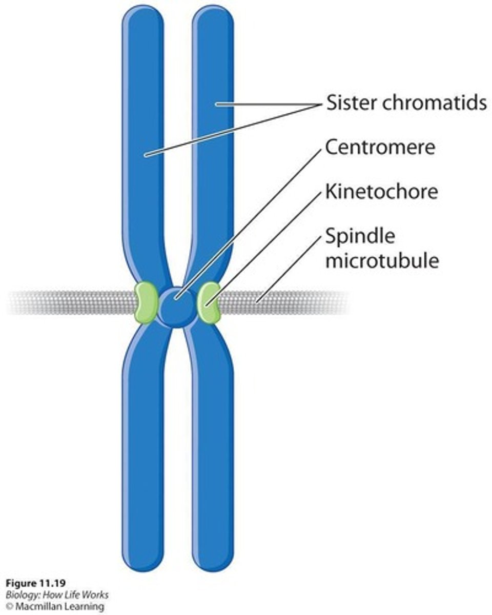 <p>Identical copies of a chromosome that are made after DNA replication.</p>