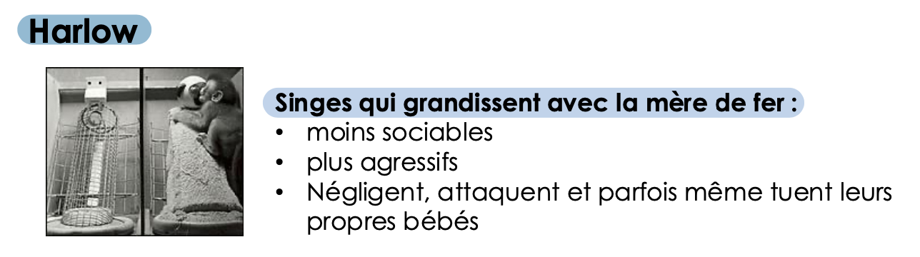 <ul><li><p>À 3 ans, la <strong>négligence émotionnelle </strong>est le seul type de négligence associée avec des <strong>problèmes comportementaux </strong>internalisant ou externalisant indépendamment du statut socio-économique</p></li><li><p>aussi dans une étude longitudinale entre 6 et 9 ans</p></li></ul><p></p>