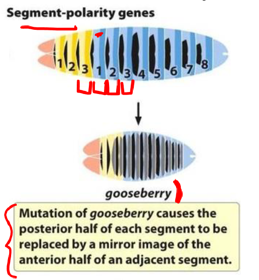 <p>-affect the organization of segments</p><p>-mutations in segment polarity genes lead to defects in segment polarity</p><p>-zygotically expressed</p><p>-function: organization within a segment</p>