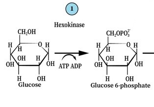 <p>Glucose + ATP results in Glucose 6-phosphate + ADP + H+</p>