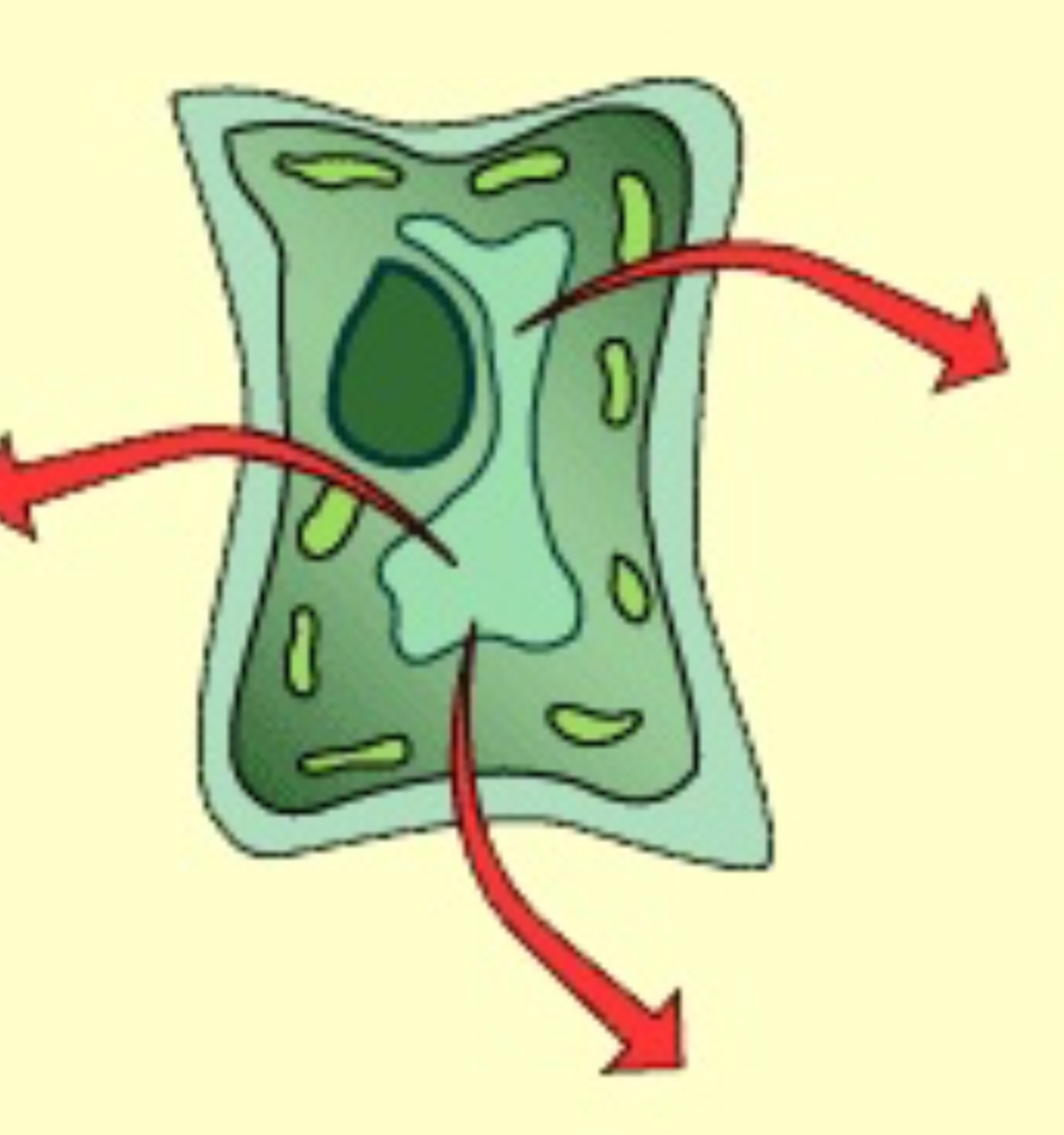 <p>When a substance is placed in a hypertonic solution, the solvent molecules move outside the cell and the cell becomes flaccid or undergoes plasmolysis. <br></p>