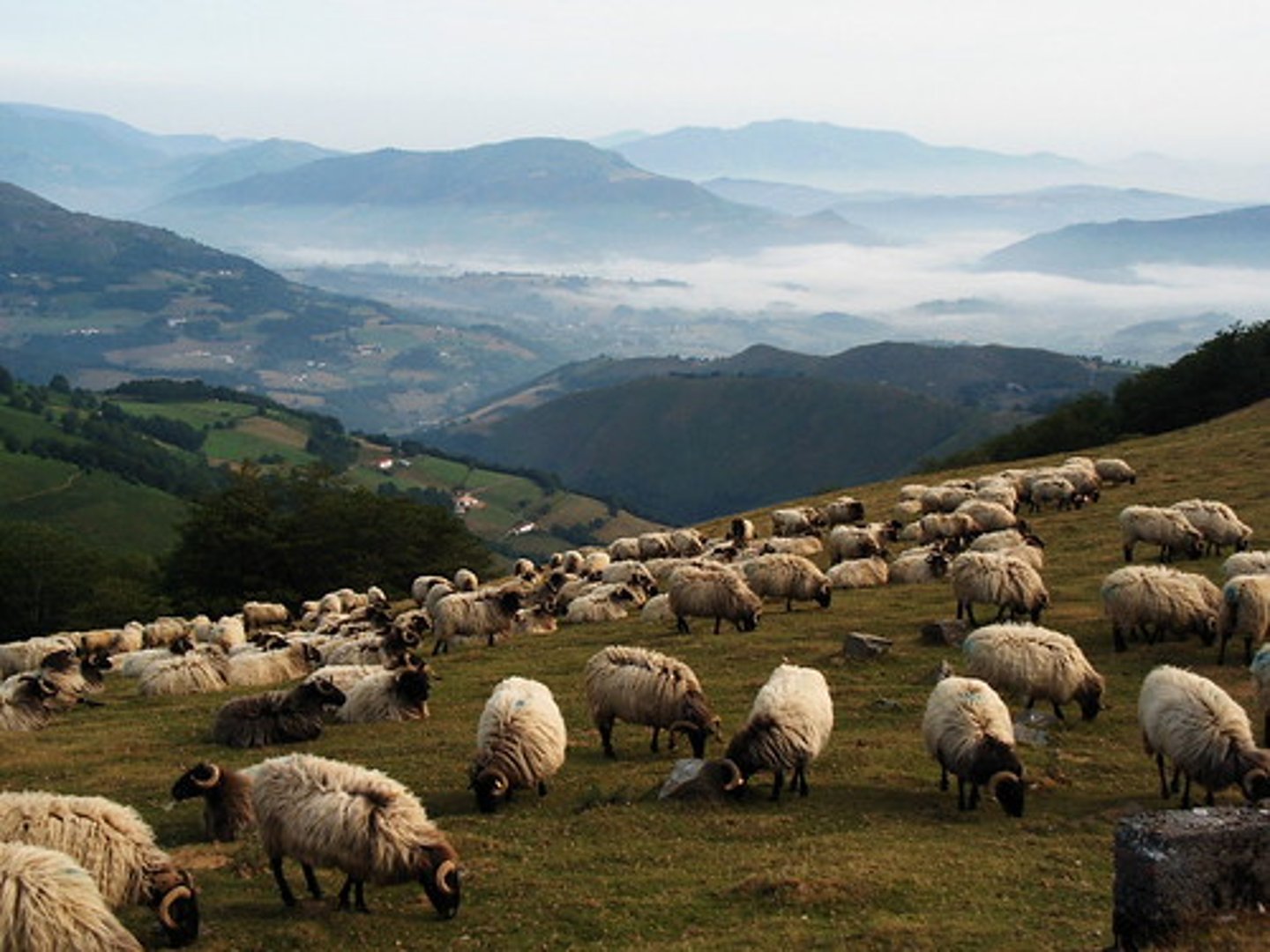 <p>continual movement of livestock in search of forage for animals</p>
