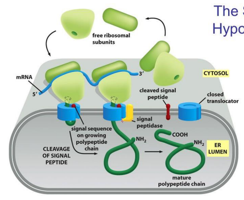 <p>The mature polypeptide chain is released from the translocator after synthesis. </p>