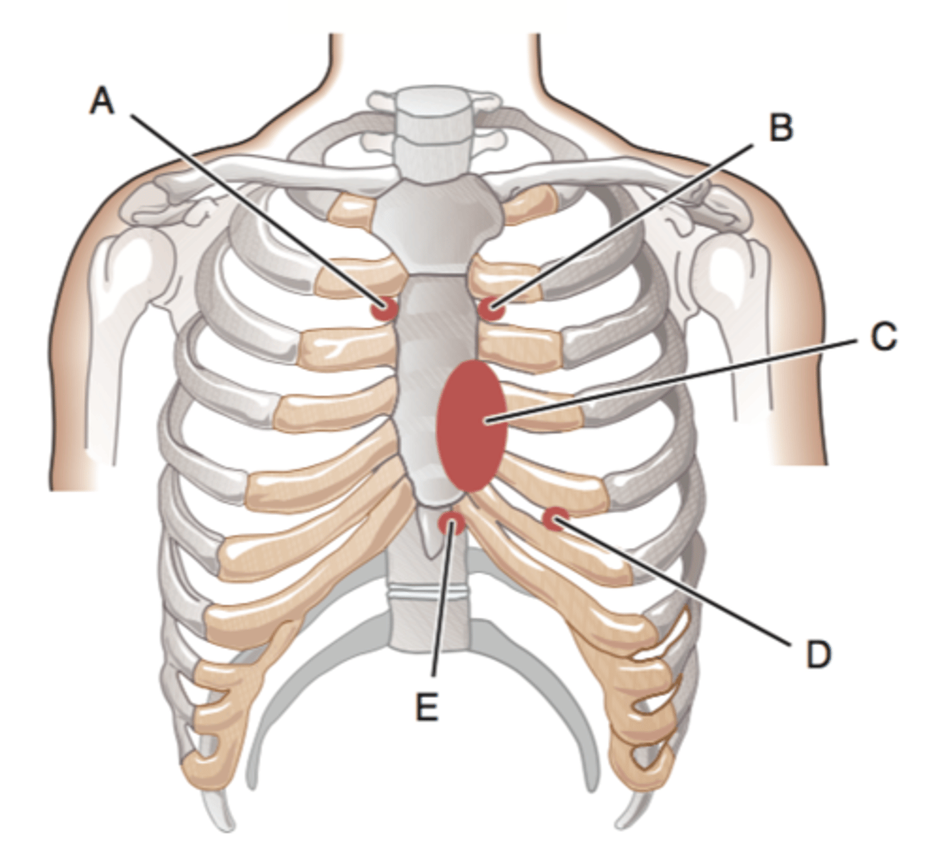 <p>Where are the sounds of the mitral valve heard over and what space? (D)</p>