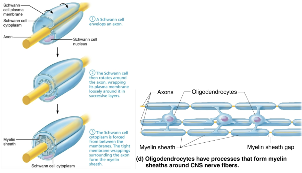 <ol><li><p><strong>Myelination in PNS </strong></p><ul><li><p><span style="color: green"><strong>Formed by Schwann cells </strong></span></p><ul><li><p>Wraps around axon in jelly roll fashion </p></li><li><p>One cell forms one segment of myelin sheath </p></li></ul></li><li><p>Plasma membranes have less protein </p><ul><li><p>No channels or carriers, so good electrical insulators </p></li></ul></li><li><p><span style="color: blue"><strong>Myelin sheath gaps </strong></span></p><ul><li><p>Gaps between adjacent Schwann cells </p></li><li><p>Sites where axon can emerge </p></li></ul></li><li><p><span style="color: blue"><strong>Non-myelinated fibers</strong></span></p><ul><li><p>Thin fibers not wrapped in myelin; surrounded by Schwann cells but no coiling; one cell may surround 15 different fibers </p></li></ul></li></ul></li><li><p><strong>Myelination in CNS </strong></p><ul><li><p><span style="color: green"><strong>Formed by processes of oligodendrocytes</strong></span>, not whole cells </p><ul><li><p>Each cell can wrap up to 60 axons at once </p></li></ul></li><li><p><span style="color: blue"><strong>Myelin sheath gap present </strong></span></p></li><li><p>Thinnest fibers are <span style="color: blue"><strong>unmyelinateud</strong></span> </p><ul><li><p>But covered by long extensions of adjacent neuroglia </p></li></ul></li></ul></li></ol><p></p>