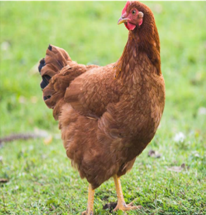 <ul><li><p>Rhode Island, USA</p></li><li><p>They possess red earlobes and legs and yellow skin </p></li><li><p>200 brown shelled eggs per year | 55-60 grams 4 Kg Rooster | 3 Kg hen</p></li></ul><p></p>
