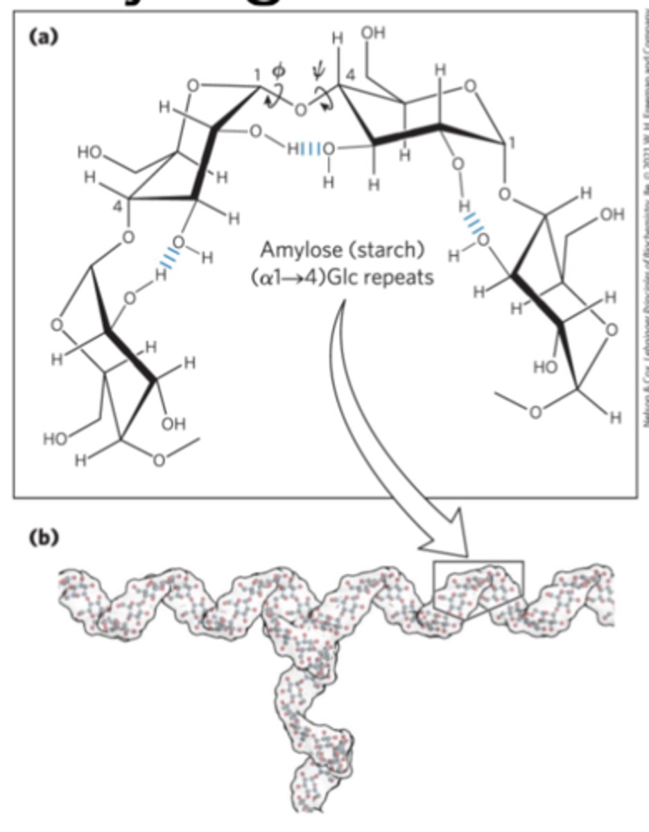 <p>most stable three-dimensional structure for the (α1-&gt;4)-linked chains of starch and glycogen<br>-Six residues/turn</p>