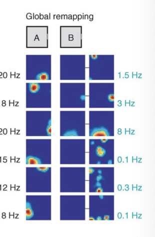 <ul><li><p>Place cell <strong>completely changes</strong> its place field:</p><ul><li><p>Fires in a <strong>different location</strong>, or</p></li><li><p>Stops firing, or</p></li><li><p>Starts firing in a new place.</p></li></ul></li><li><p>Happens when the <strong>environment itself changes</strong> (e.g., Room A vs Room B).</p></li><li><p>Indicates that the hippocampus forms <strong>distinct spatial maps</strong> for different environments.</p></li><li><p>Both <strong>firing location and rate</strong> are altered</p></li></ul><p></p>