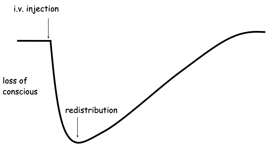<p><span>Duration of action influenced by both </span><strong><span>redistribution</span></strong><span> of the drug through the body and</span><strong><span> metabolism </span></strong><span>of the drug</span></p><ul><li><p><span>Relative contribution depends on agent</span></p></li><li><p><span>Determines suitability for TIVA (total intravenous anesthesia)</span></p></li></ul><p></p><p><strong>Redistribution:</strong></p><ul><li><p>Concentration of drug determined by lipid solubility, composition of tissue, and blood flow</p></li><li><p>Will have an initial loss of consciousness, but the drug will eventually redistribute through the body (see image)</p><ul><li><p>Animal will slowly regain consciousness as the drug redistributes from the central nervous system to other areas of the body</p></li><li><p>DRUG STILL IN BODY UNTIL METABOLIZED</p></li></ul></li></ul><p></p><p><strong>Metabolism:</strong></p><ul><li><p>Metabolized by liver or elsewhere in the body</p></li></ul><p></p>
