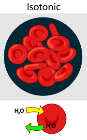 <p>Water moves in and out of the cell, equilibrium.</p>