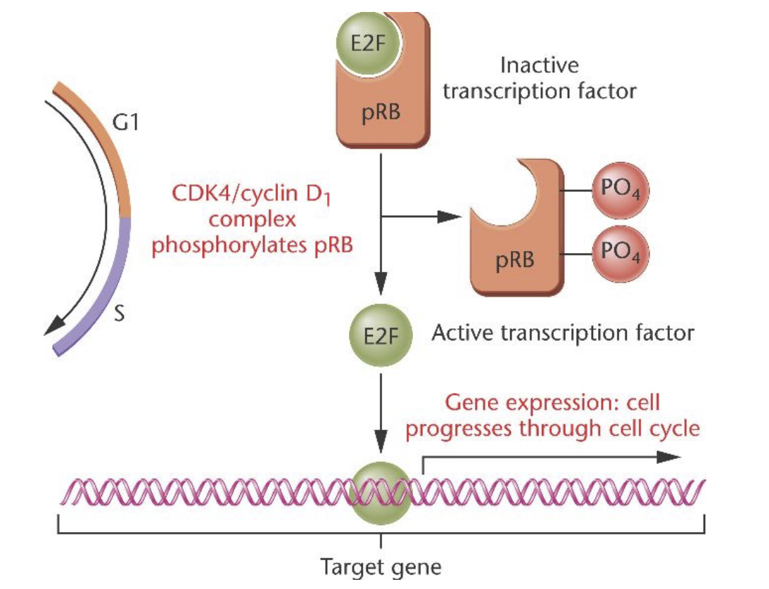 <p>directs G1 to S</p><p>Cancer:</p><p>- TGFbeta blocks phosphorylation of pRB, cancer cells must prevent TGFbeta from doing this </p><p>freeing up of E2F:</p><ul><li><p>takes cell out of G1 phase into S phase </p></li></ul><p></p>
