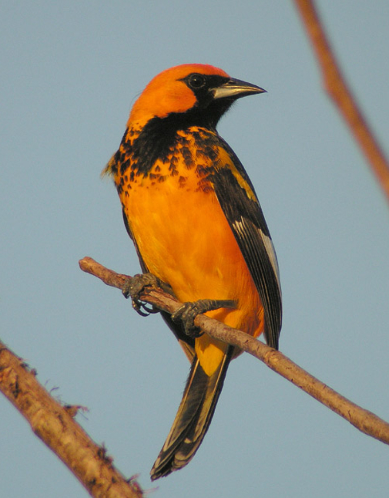 <p>Spot breasted oriole bird</p>