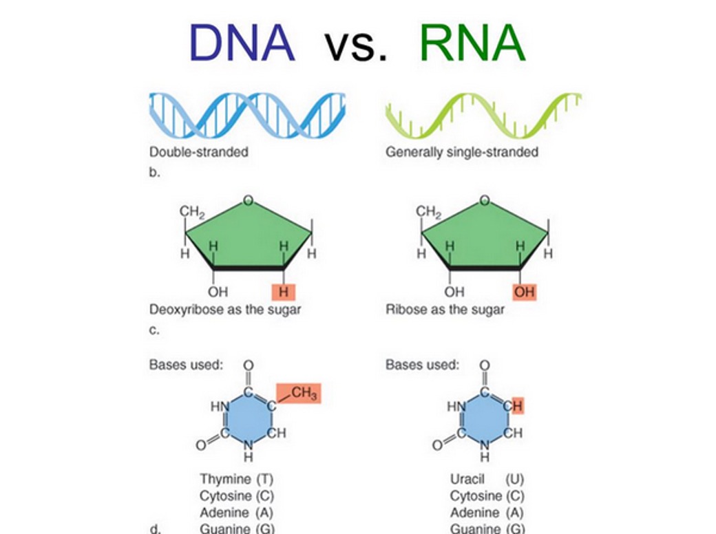 <p>Generally single-stranded, ribose as the sugar, bases used are Uracil (U), Cytosine (C), Adenine (A), and Guanine (G). Uracil replaces. Thymine. G = C and A = U.</p>