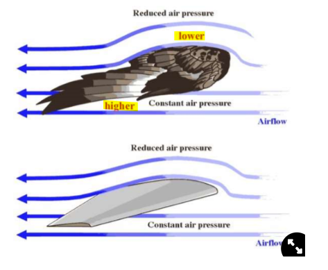<ul><li><p>the top of the wing has a larger surface than the underwing</p></li><li><p>air moves slower at the top of the wings</p></li><li><p>this creates a pressure gradient of <strong>low pressure above the wing </strong>and <strong>high pressure below the wing</strong></p></li><li><p><strong>the pressure gradient creates lift</strong></p></li><li><p>can also use temperature gradients in the air to create lift</p></li></ul>
