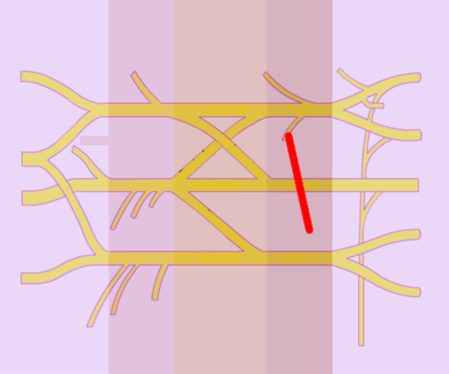 <p>upper trunk</p>