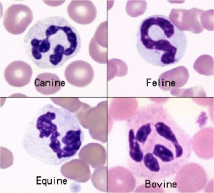 <p>What cell is this?</p>