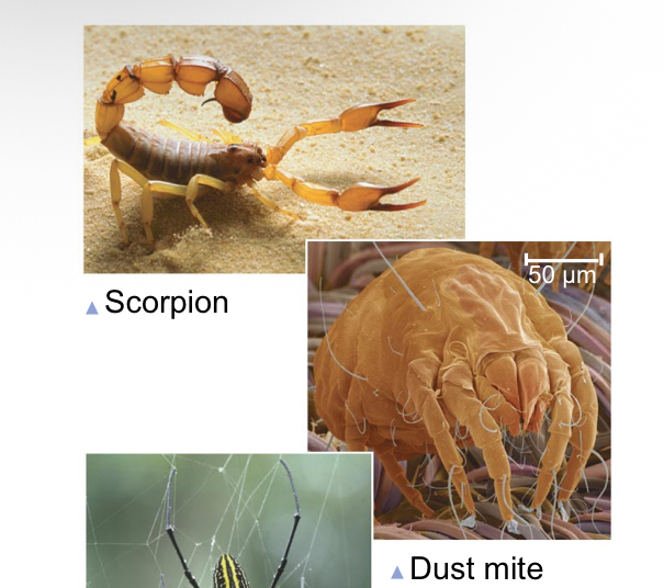 <p>What do most chelicerforms include? </p>