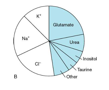 <p>-chronic hyperNa leads to intracellular retention of “idiogenic osmoles”</p><p>-idiogenic osmoles raise intracellular osmolality to limit cell water loss</p><p>-can be generated as early as 4 hours after acute hypertonic challenge</p>