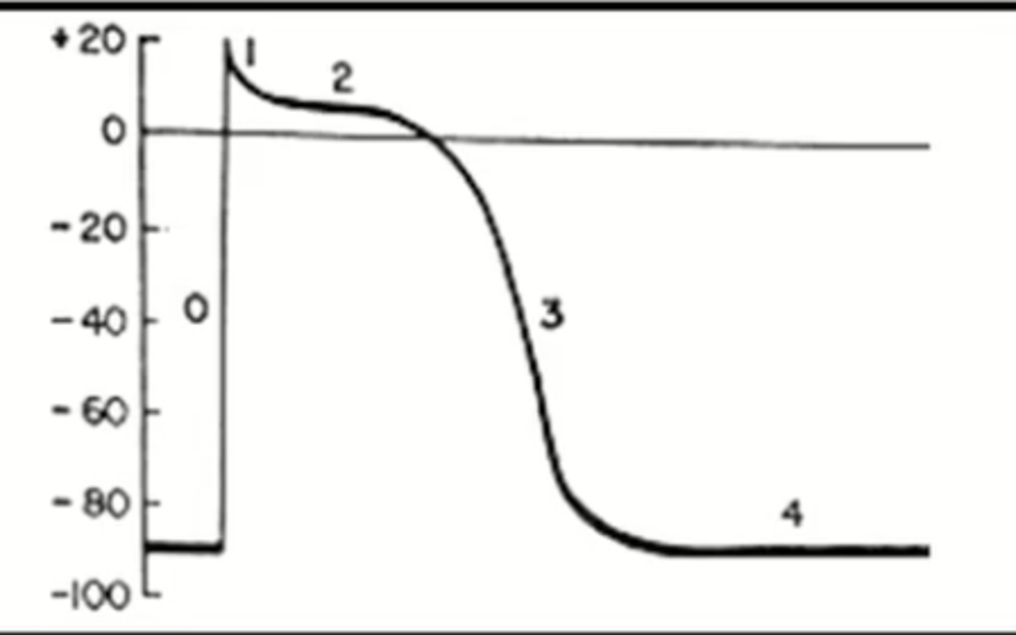 <p>This is the action potential graph for what cell types?</p>