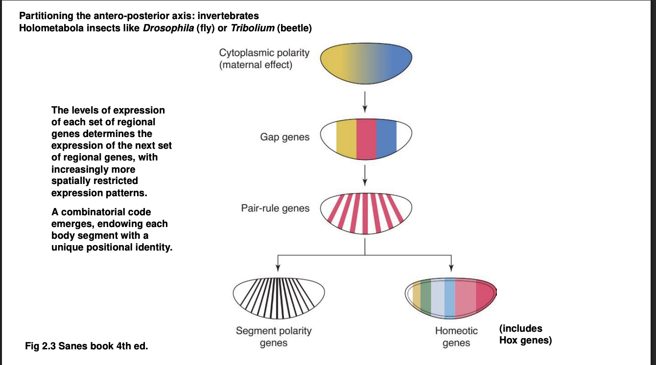 <p>A-P axis→ Forms a kind of cascade of TF differential distributions: <strong>First Wave→ How does the mRNA gradient activate different TFs</strong></p>