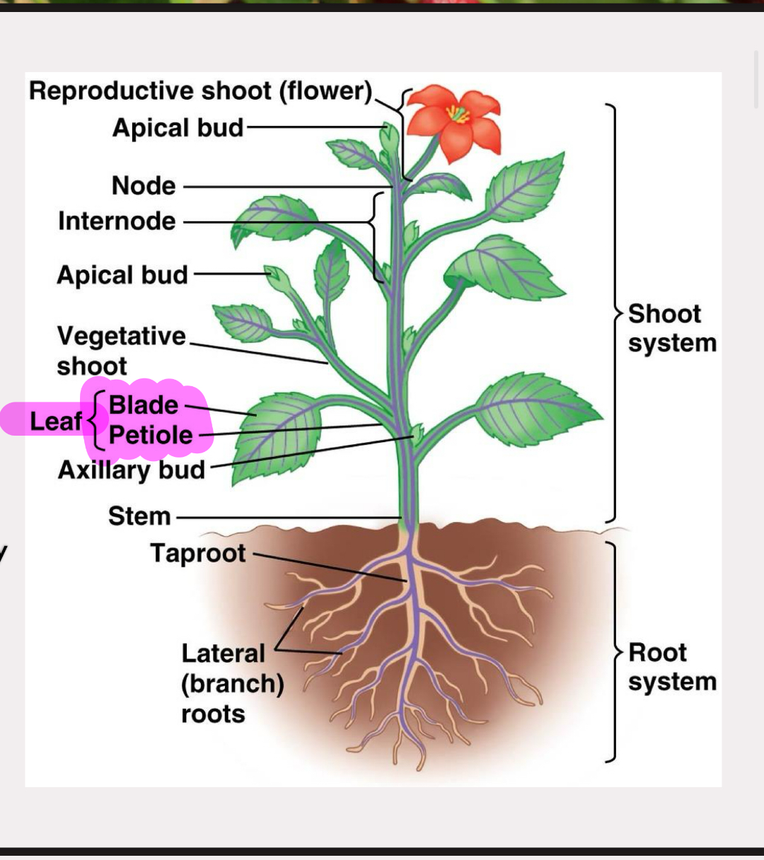 <p>leaves for photosynthesis</p><p>stem supports plant and transports water and minerals by vascular system</p><ul><li><p>nodes and internodes</p></li><li><p>terminal/apical bud and lateral/axillary buds for growth</p></li></ul><p>flowers for reproduction</p>