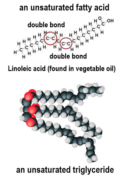 <p>The <strong>double bonds</strong> make the fatty acid tails <strong>less straight</strong> so they cannot pack as closely together. The <strong>forces of attraction</strong> between the fatty acids are <strong>weaker</strong>, so less energy is needed to break the bonds and melt the fat</p>