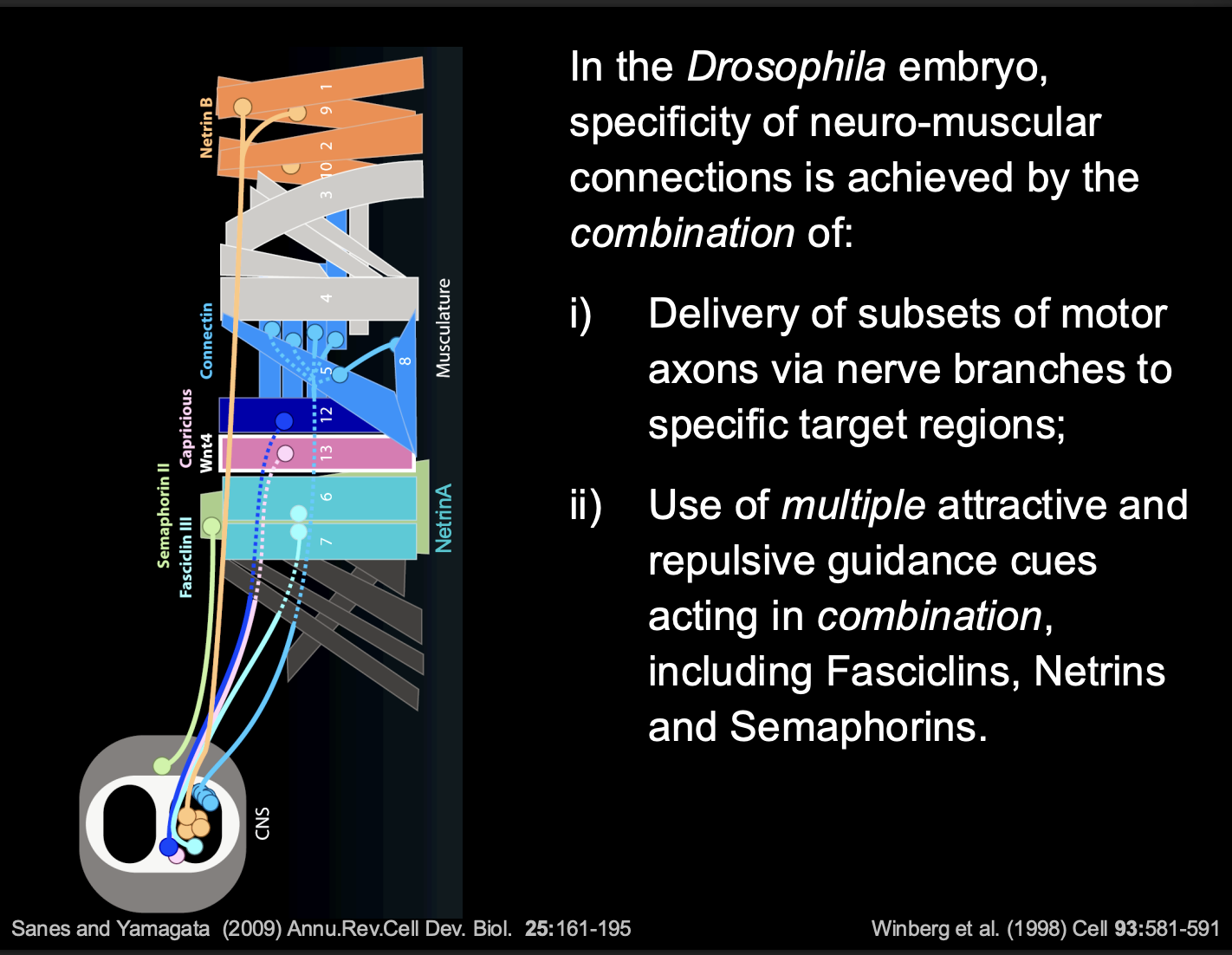 <ol><li><p>sets of muscles and their innervating motor axons express matching <strong>homophilic Cell Adhesion Molecules (CAMs)</strong></p><ul><li><p>e.g <strong>Fascicilin</strong>-<strong>3</strong> and <strong>Connectin</strong></p></li></ul></li><li><p>Also, some muscles also express secreted guidance cues</p><ul><li><p>e.g netrins or semaporins</p></li></ul></li></ol><p>What the combination of these things do</p><ol><li><p>guidance cues modulate the CAM-mediated attraction </p></li><li><p>And thus→modulate overall balance of <strong>attractive</strong> and <strong>Repulsive</strong> forces</p><ul><li><p>growth cone picks up on a there differences and makes a decision</p></li></ul></li><li><p>overall: determines the choice of <strong>Target muscle</strong></p></li></ol><p></p>