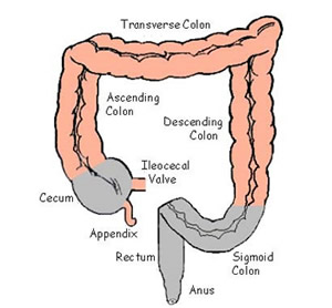 <p>a small organ attached to the large intestine ; a worm like organ where inflammation becomes a medical emergency requiring surgical removal</p>
